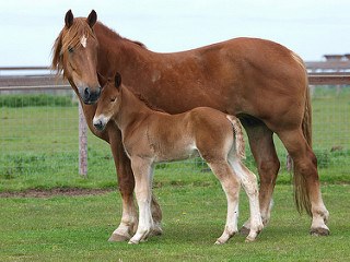 Suffolk Punch Horses